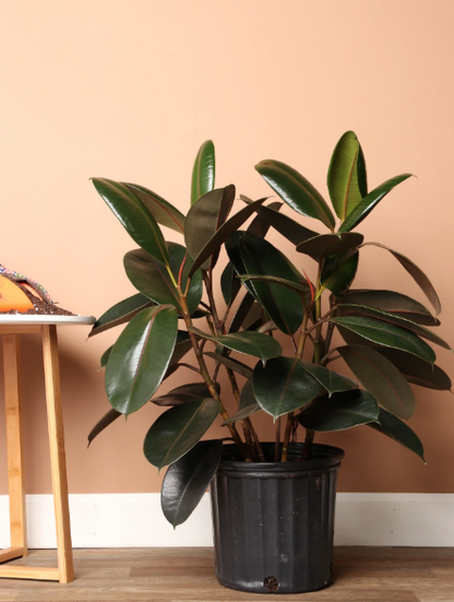 Rubber Tree bush