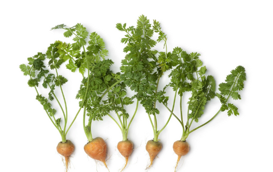 Carrot Round Orange Seeds