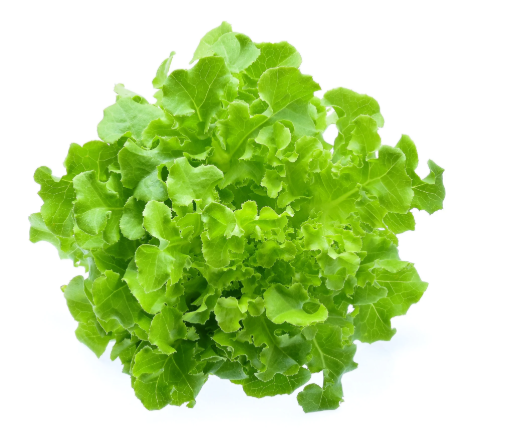 Salad Bowl Leaf Lettuce Seeds