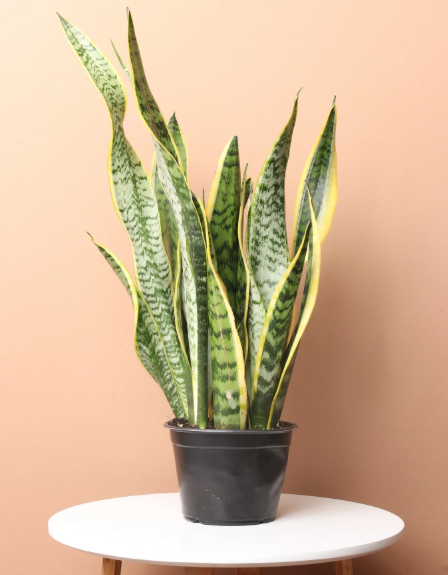 Snake Plant (trifasciata)